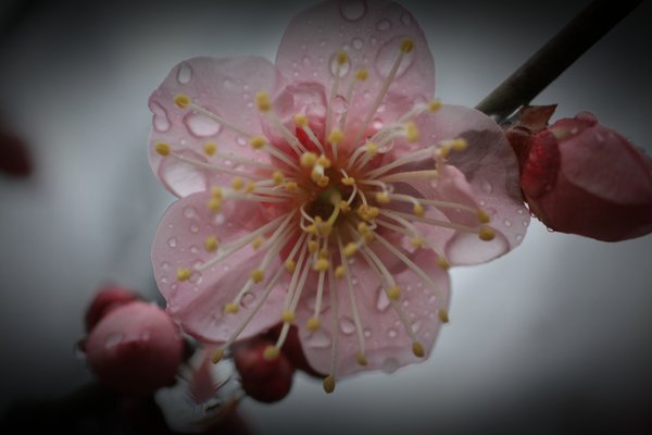 pink cherry blossom 2