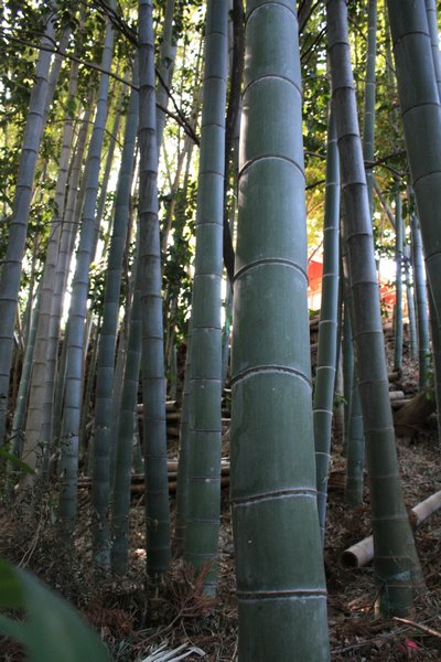 Bamboo Trees
