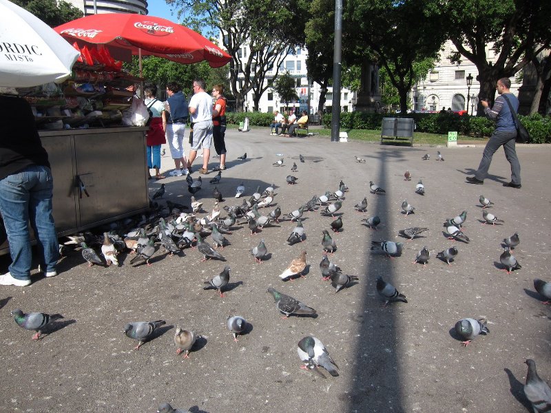 A lot of pigeons. Dirty pigeons