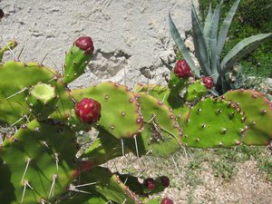 Cactus berries
