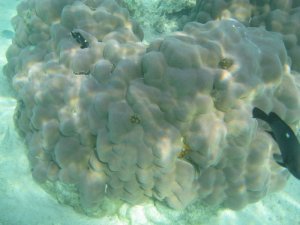 Lump of brown coral