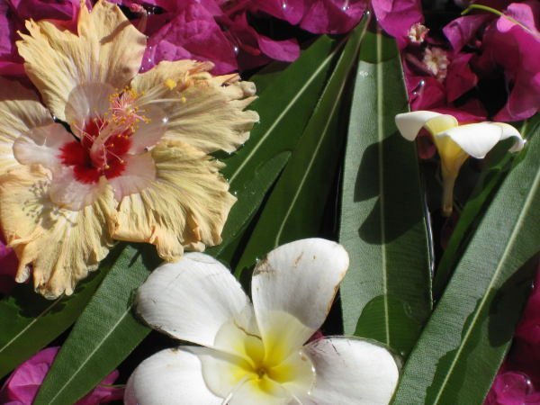 Balinese flowers