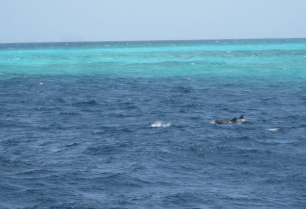Pantropical Spotted Dolphins