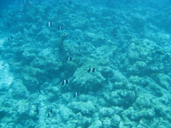 Brown and white butterfly fish
