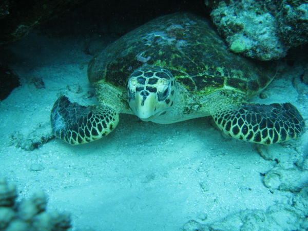 Hawksbill turtle hiding under the coral