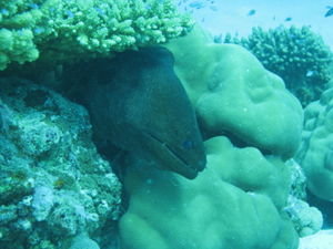 Eew - Barred thicklip moray eel