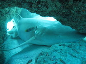 6 Foot long nursery shark hiding under the coral