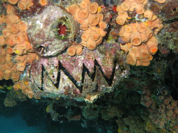 Shipwreck coral
