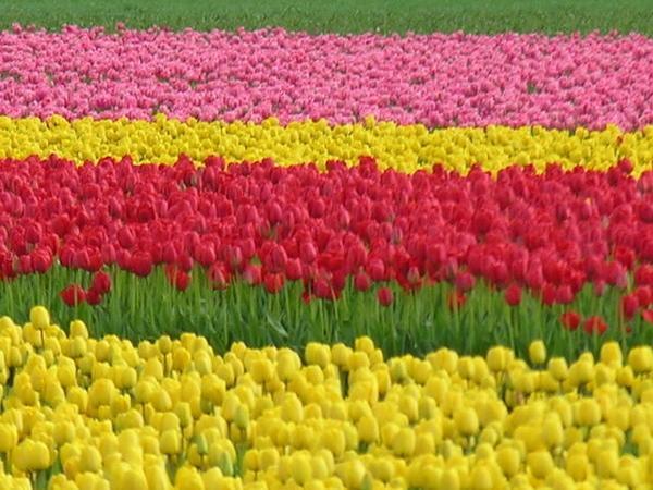 Tulip Fields