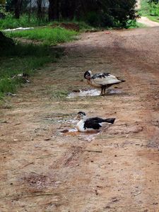 Duckies Look for Water