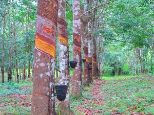 Lots of rubber trees being harvested