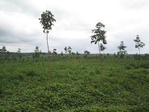 Young rubber trees