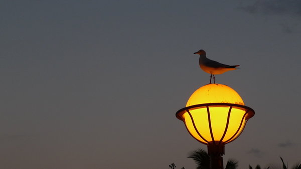 Brisbane -seagull