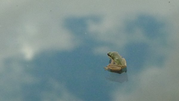 Border Range NP - Mini frog on a window