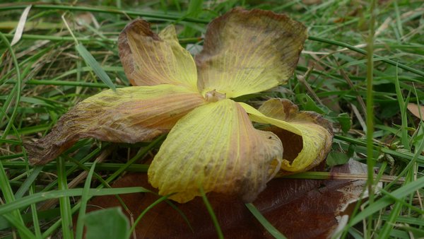 Byron Bay - Flower