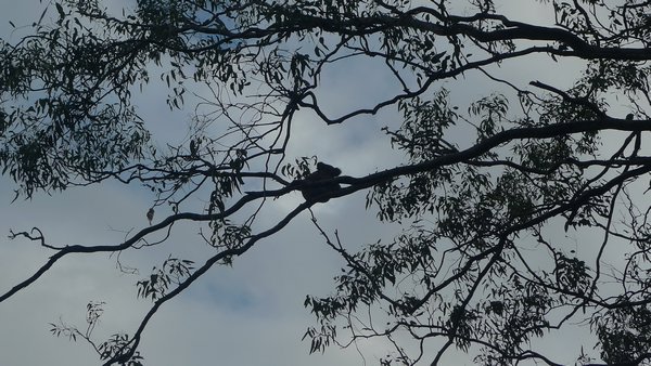 Koala en Lismore