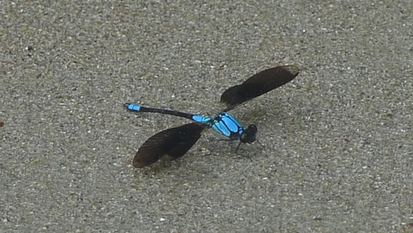 Daintree - Blue libellule