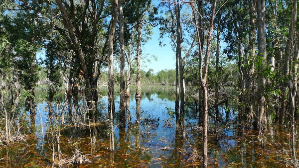 Litchfield NP - Swamp