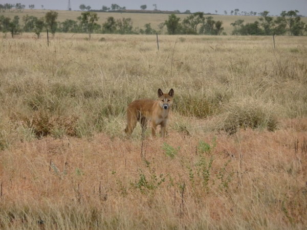 On the road - A dingo!!