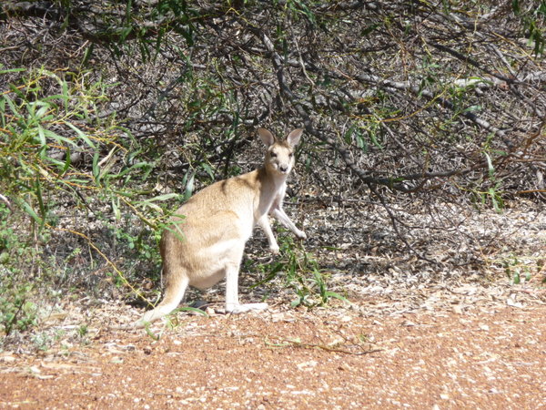 On the road - A rock-wallaby!!