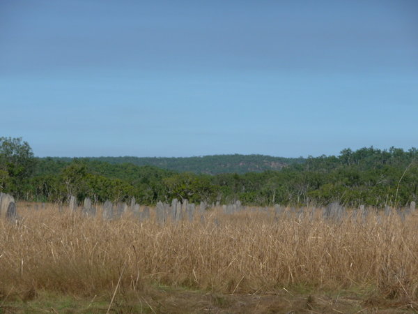 Litchfield NP - Giant termit mounds field