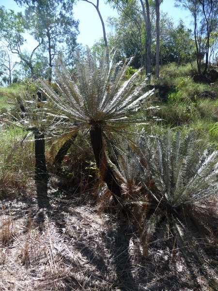 Litchfield NP - Prehistoric palm tree