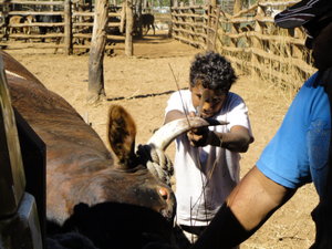 Wayde cutting the bull's horns
