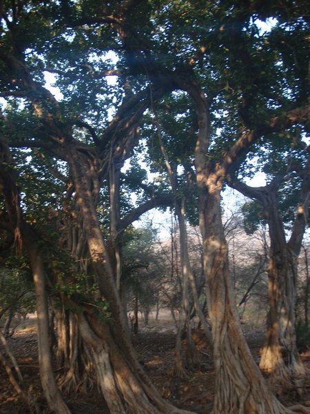 Giant Banyan tree in Ranthambore