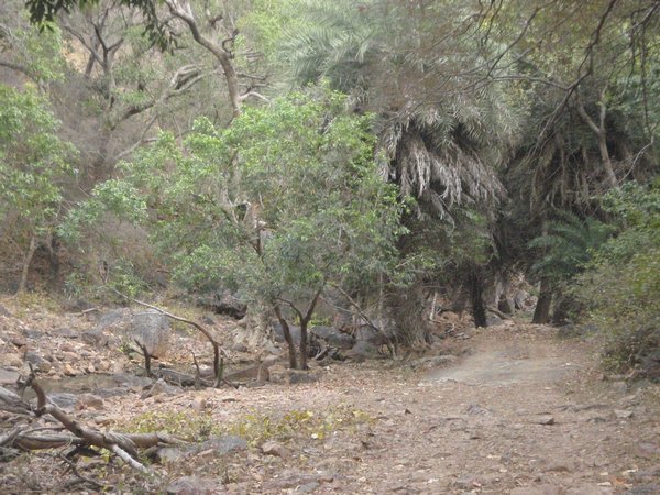 On the road in Ranthambore