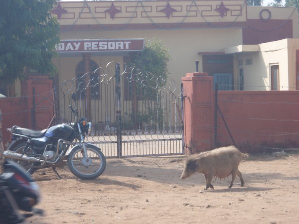 Piggy across from hotel