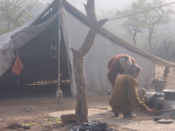 Camp in Ranthambore