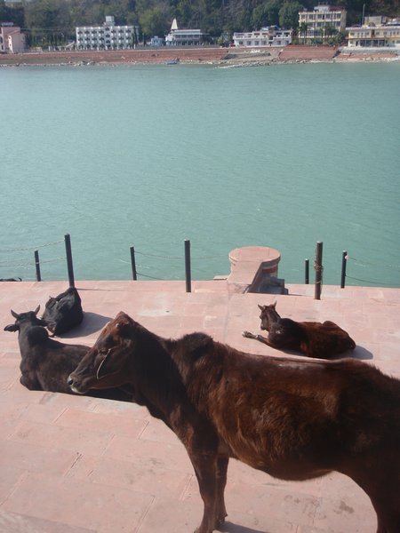 Cows nappig on the ghats