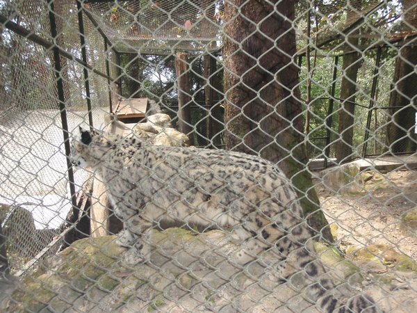Snow Leopard!