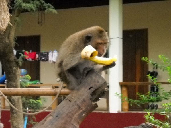 Aben spiser vores banan