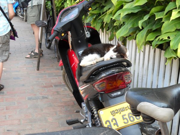 Der ligger en kat på en motorcykel i Luang Prabang
