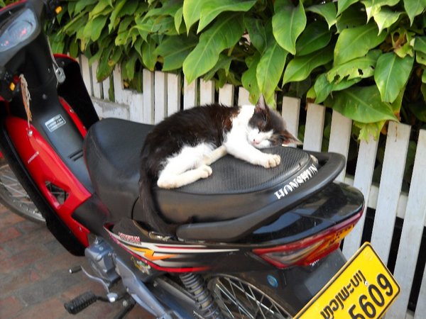 Katten ligger på motorcyklen igen