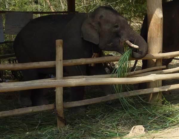 Den lille elefant spiser mad