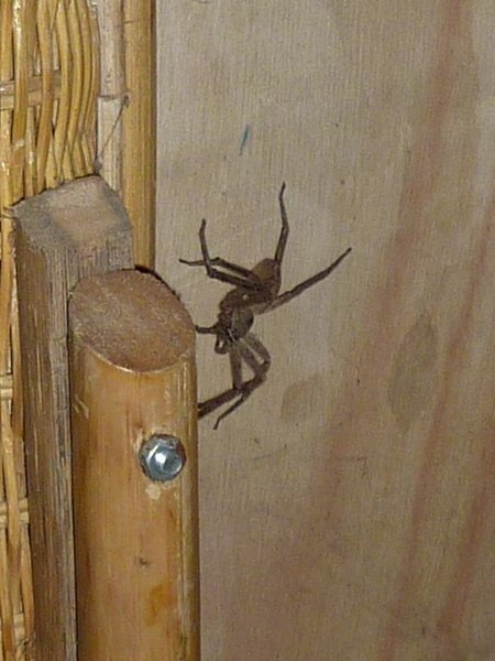 Denne store edderkop var i vores hus