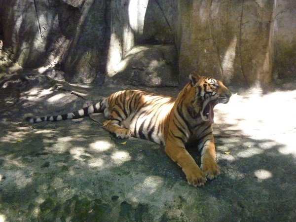 En tiger fra tigerzoo