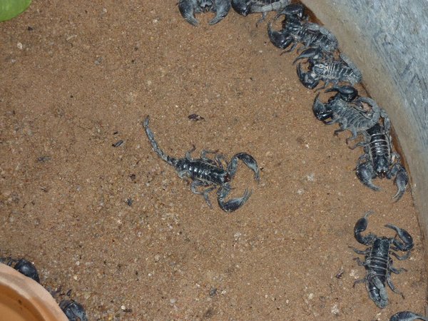 Flere skorpioner