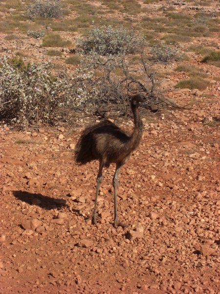 Baby-Emu