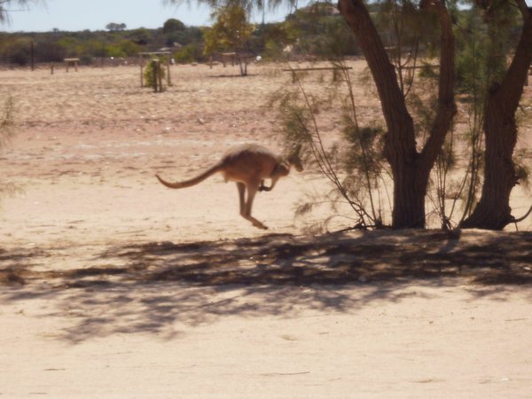jumping roo