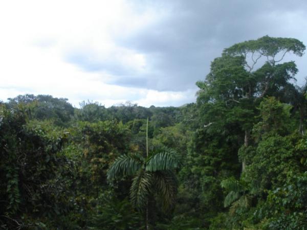 View from Canopy Walk