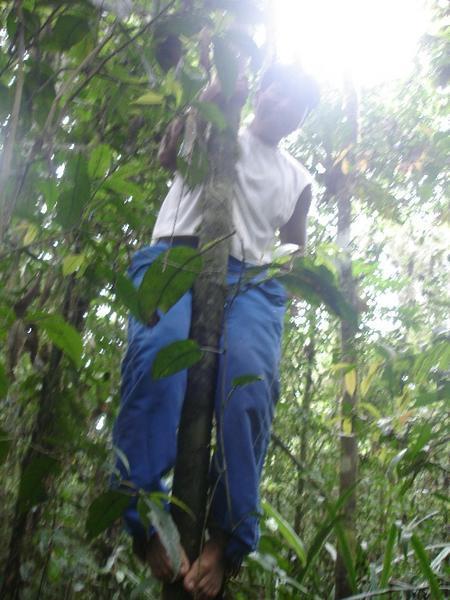 Ima Climbing the Tree