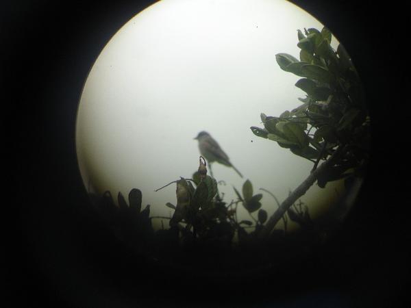 Bird from Telescope