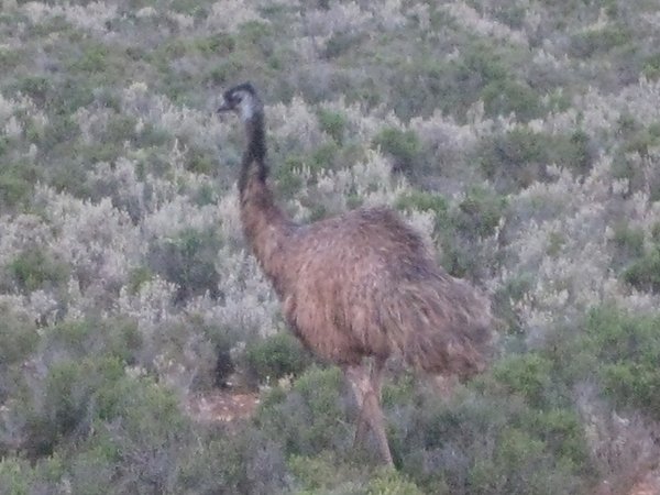 Haughty emu