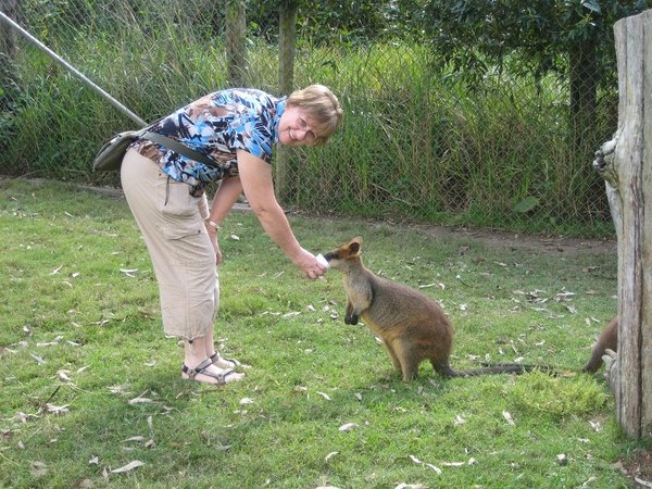 Wallaby and Me