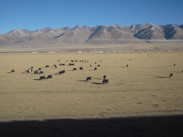 yaks on the way from llasa