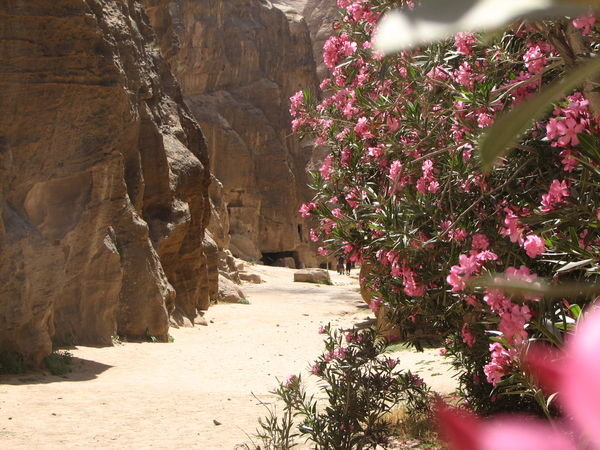 Flowers in the desert