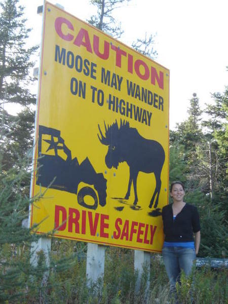 Angry Moose!